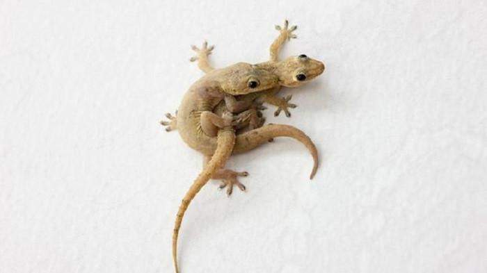 CARA MENGUSIR CICAK DARI RUMAH