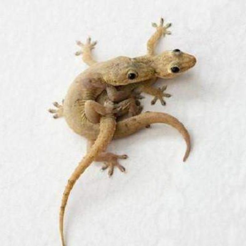 CARA MENGUSIR CICAK DARI RUMAH