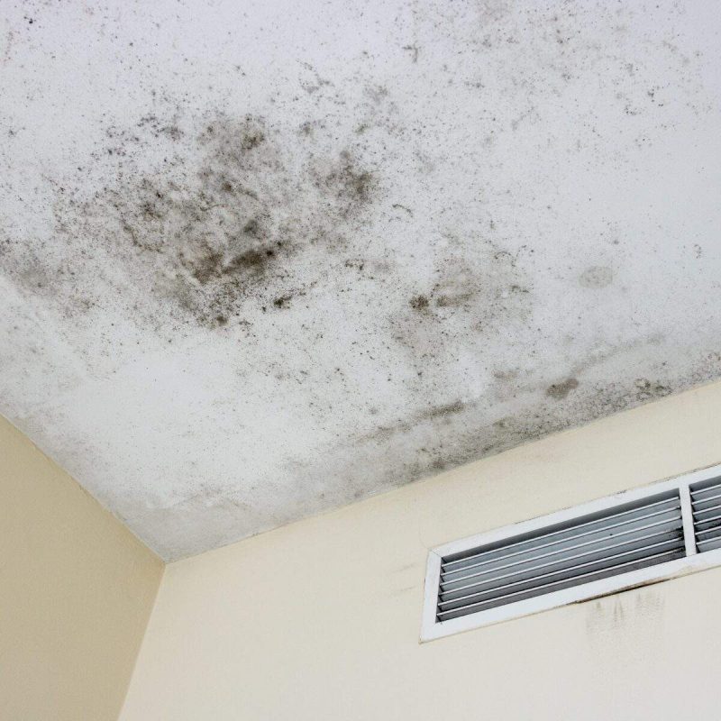 BLACK MOLD DI DINDING